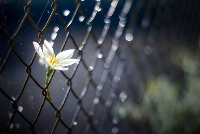 Close-up of wet flower in rainy season