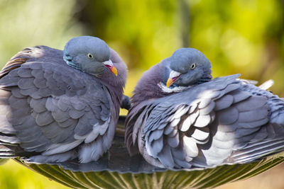 Close-up of pigeons perching