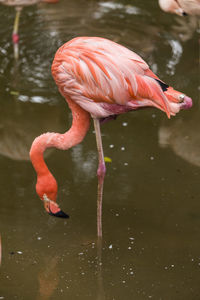 Flamingo drinking water in a lake