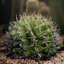 Close-up of prickly pear cactus