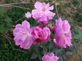 Close-up of pink flowers blooming outdoors