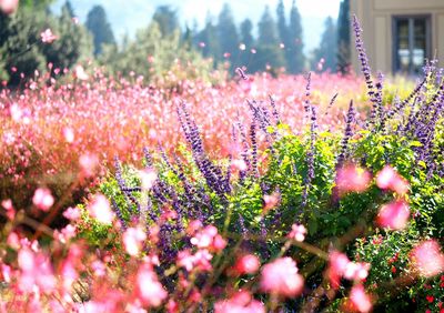 Close-up of purple flowers growing on plant