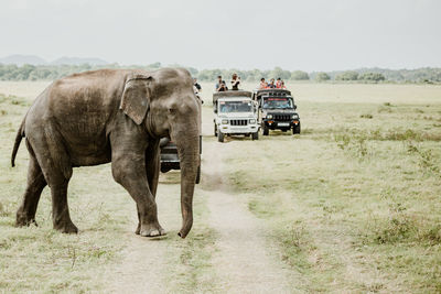 People on safari watching elephant