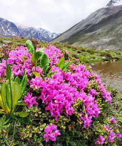 Purple flowering plants by mountains against sky