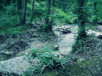 Stream flowing through forest