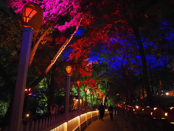 Illuminated lanterns hanging by trees and building at night