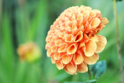 Close-up of flower blooming outdoors