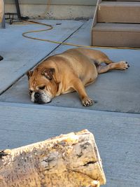 Close-up of bulldog cooling off