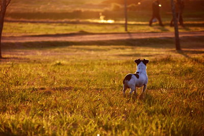 Dog standing in field