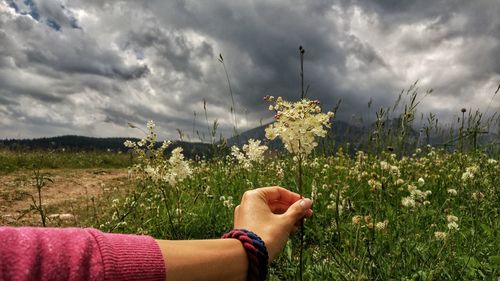 Cropped hand of woman picking flowers against cloudy sky