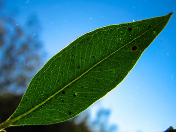 Close-up of wet plant leaves