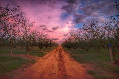 View of trees on field against sky at sunset