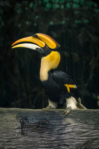 Close-up of bird perching on a tree