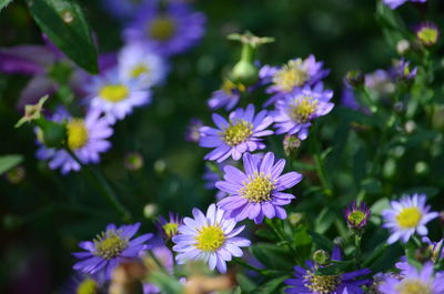 Close-up of purple flowering plants on field