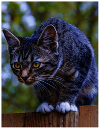 Close-up portrait of cat