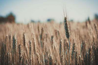 Close-up of wheat field