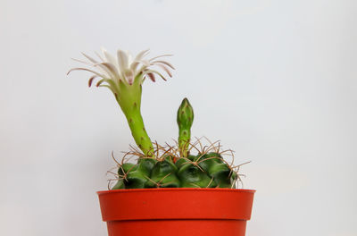 Potted plant against white background