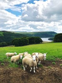 Herd of sheep on field