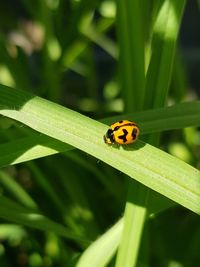 Close-up of ladybug on leaf