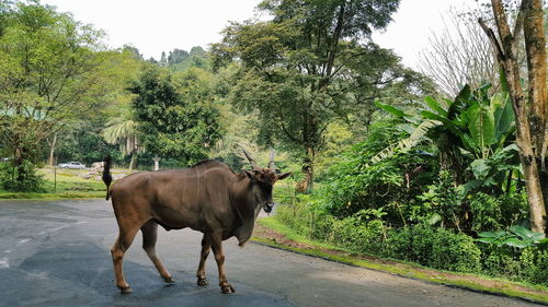 Eland standing on road against trees