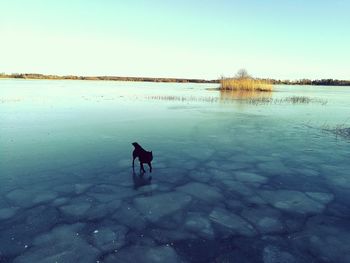 Dog on beach against sky