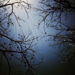 Bare trees against sky