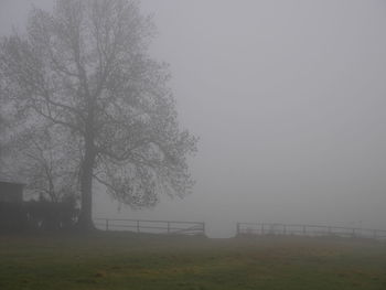 Trees on field in foggy weather