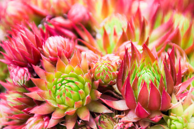 Close-up of red green chick and hen cactus succulents plant