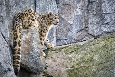 Cat relaxing on rock