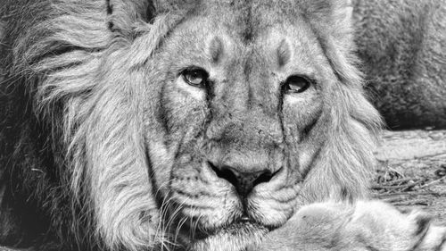 Close-up portrait of lion