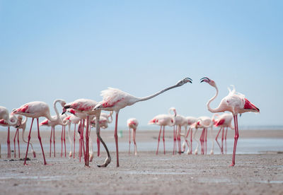 Birds on shore against clear sky