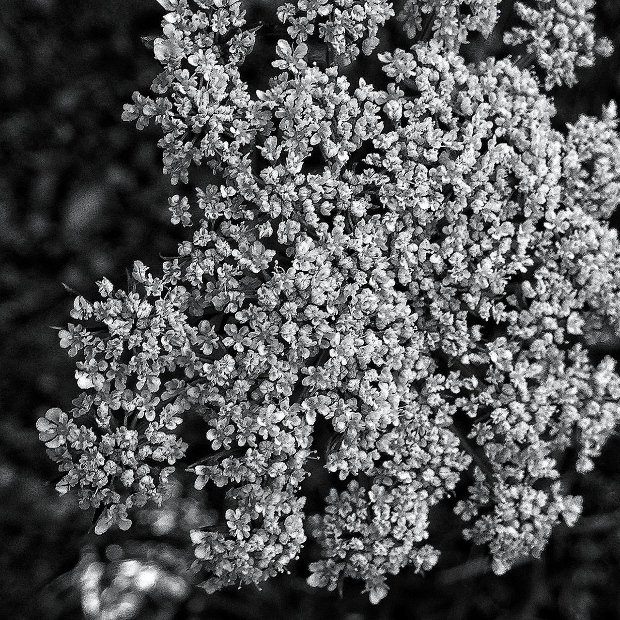 flower, growth, fragility, nature, freshness, beauty in nature, tree, branch, low angle view, petal, white color, close-up, blooming, outdoors, blossom, in bloom, backgrounds, day, plant, full frame