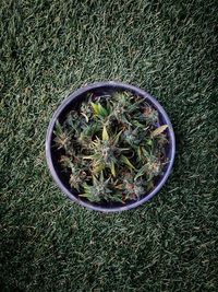 High angle view of plants on field
