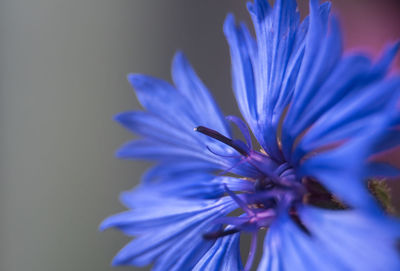 Close-up of purple blue flower