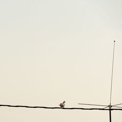 Low angle view of birds perching on cable against sky