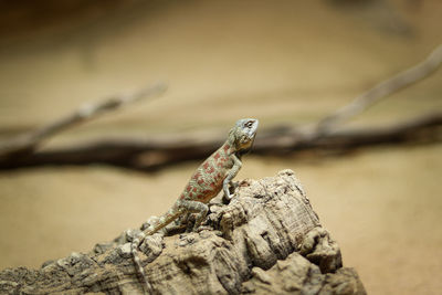Close-up of a lizard on rock