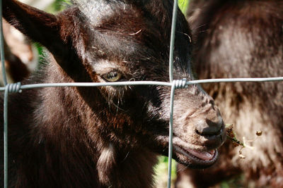 Close-up of goat