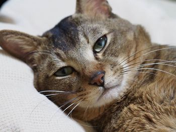 Close-up portrait of cat