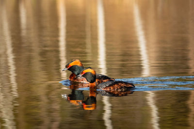 People working in lake