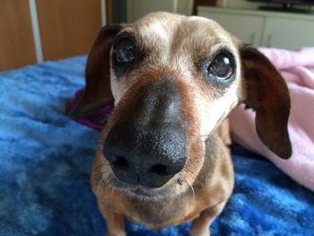 Dog sitting on sofa