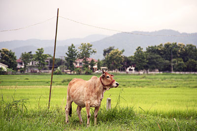 Horse standing on field against sky