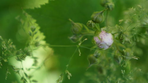 Close-up of flowering plant