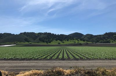 Scenic view of agricultural field against sky