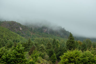 Pine trees in forest against sky