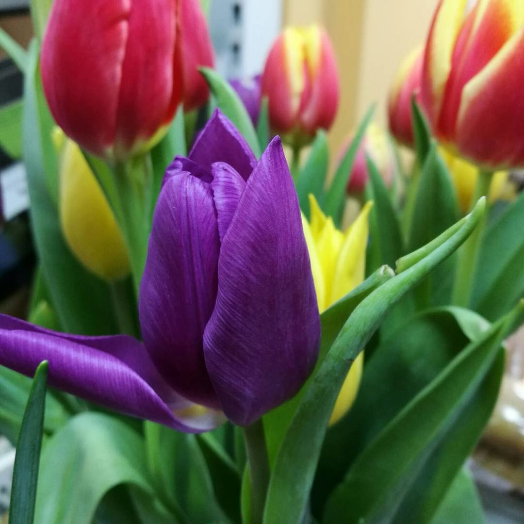 flower, freshness, fragility, beauty in nature, growth, petal, purple, nature, close-up, flower head, plant, blooming, no people, day, outdoors, pink color, crocus