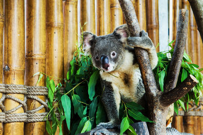 Cat sitting on tree trunk in zoo