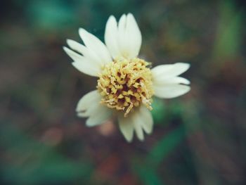 Close-up of white flowering plant