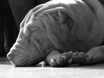 Close-up of shar pei dog sleeping on floor