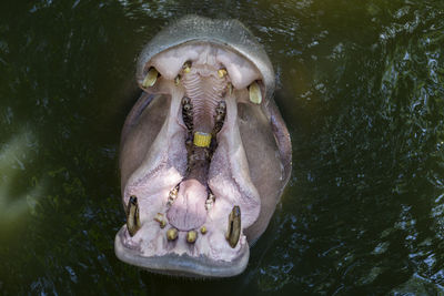 Hippopotamus open mouth for food