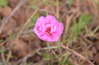 Close-up of pink flower on field